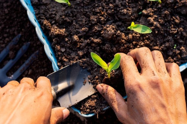 Cow Dung-Based Pesticides