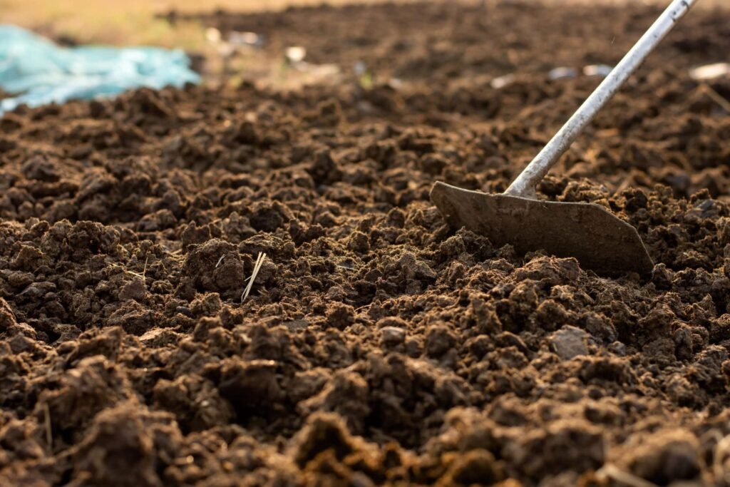 fresh-cow-dung-manure